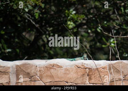 Aruban whiptail (Cnemidophorus arubensis) on a wall Stock Photo