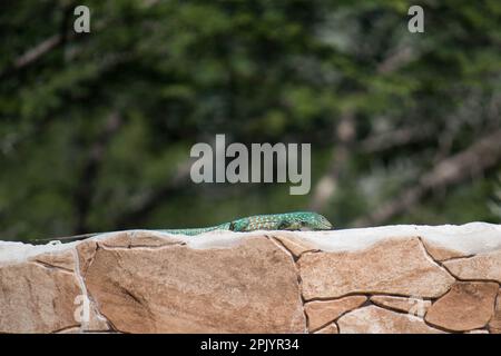 Aruban whiptail (Cnemidophorus arubensis) on a wall Stock Photo