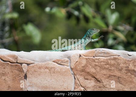 Aruban whiptail (Cnemidophorus arubensis) on a wall Stock Photo