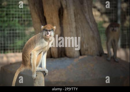 Close up of a monkey. Animal is sitting on a stone.  Stock Photo