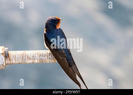 Barn Swallow (Hirundo rustica) resting on jetty at Shoal Bay Beach, Port Stephens, Mid North Coast, New South Wales, Australia. (Photo by Tara Chand M Stock Photo