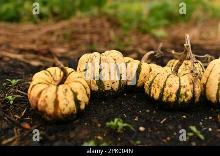 Small pumpkins in a garden Fall Season Autumn Stock Photo