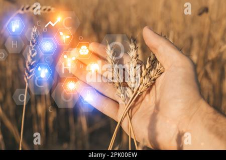 Agricultural technologies for growing plants and scientific research in the field of biology and chemistry of nature. Wheat sprouts in a farmer's hand. High quality photo Stock Photo