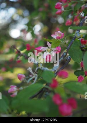 Close up of pink spring blossom, possibly apple blossom, opening on a lichen covered tree branch with fresh green leaves and bokeh light behind Stock Photo