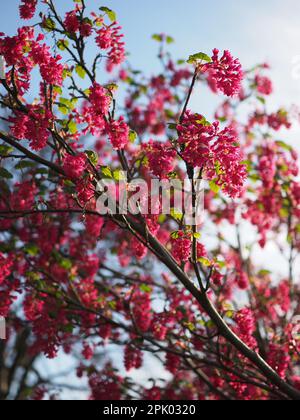 The pink / red blossom of the flowering currant shrub (Ribes sanguineum), a red flower or winter currant bush which flowers in early spring Stock Photo