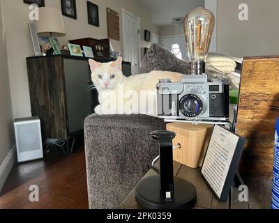 Mitzie the flamepoint Siamese Stock Photo