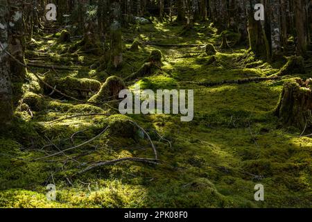 Native forest of Fir(pine) with thick moss, trail of Yatsugatake mountains range, Nagano, Japan, East Asia, Asia Stock Photo