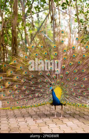 A colorful peacock spreading its majestic tail feathers standing on a sidewalk Stock Photo