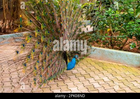 A colorful peacock spreading its majestic tail feathers standing on a sidewalk Stock Photo