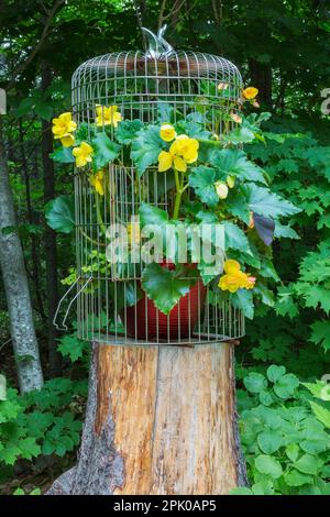 Begonia tuberous plant growing inside steel birdcage in backyard garden in summer. Stock Photo