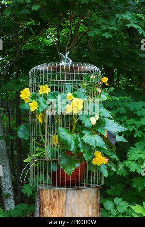 Begonia tuberous plant growing inside steel birdcage in backyard garden in summer. Stock Photo