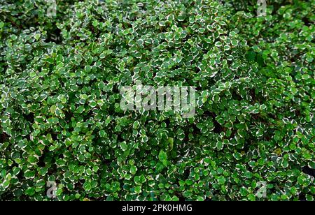 Plant wall with lush green colors, variety plant forest garden on walls leaf various fern leaves jungle palm and flower decorate in the garden rainfor Stock Photo