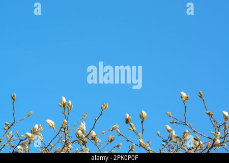 Background with blue sky and small buds of white magnolia on branches with copyspace in horizontal format Stock Photo
