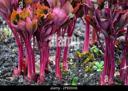Early spring, Garden, Paeonia, Sprouts, Peonies, Budding, Peony, Sprouting, Plants, Red Stock Photo