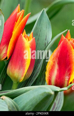 Tulipa kaufmanniana Shakespeare, Liliaceae, Tulips, Water lily tulip, Opening, Flower, Spring, Blooming, Flowers Stock Photo