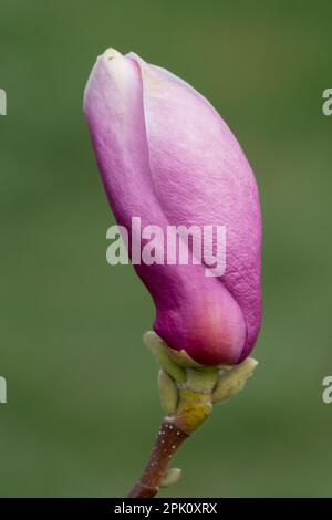 Magnolia Bud, Magnolia × soulangeana Stock Photo