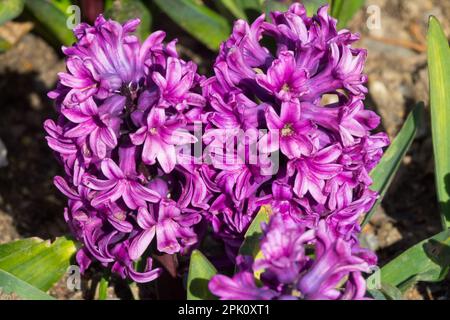 Hyacinthus orientalis Miss Saigon flower Stock Photo