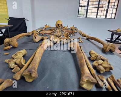 Manila, National Capital Region, Philippines. 4th Apr, 2023. Forensic pathologist Dr. Raquel Fortun examines the exhumed skeletons of drug war victims in Caloocan City. (Credit Image: © Sherbien Dacalanio/Pacific Press via ZUMA Press Wire) EDITORIAL USAGE ONLY! Not for Commercial USAGE! Stock Photo