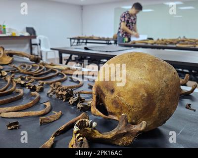 Manila, National Capital Region, Philippines. 4th Apr, 2023. Forensic pathologist Dr. Raquel Fortun examines the exhumed skeletons of drug war victims in Caloocan City. (Credit Image: © Sherbien Dacalanio/Pacific Press via ZUMA Press Wire) EDITORIAL USAGE ONLY! Not for Commercial USAGE! Stock Photo