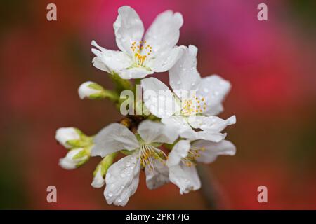 Blooming tree in springtime. Stock Photo