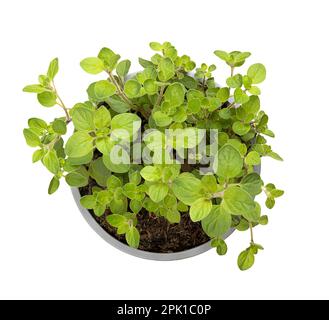 Oregano, young plant in a gray plastic pot. Origanum vulgare, a culinary herb and the staple herb of Italian cuisine, used for flavour of its leaves. Stock Photo