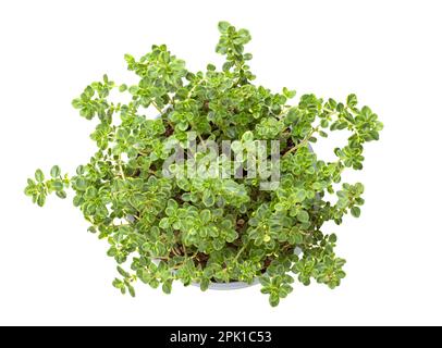 Lemon thyme, young plant in gray plastic pot. Thymus citriodorus, also known as citrus thyme. Lemon-scented medicinal and culinary herb. Stock Photo