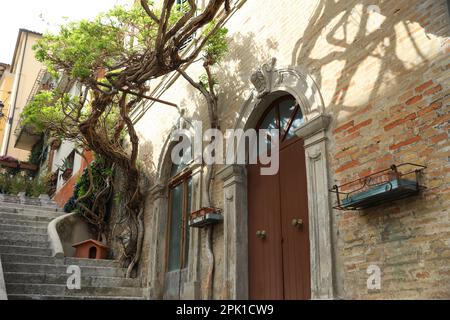 Beautiful climbing plant on house wall outdoors Stock Photo
