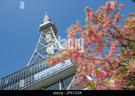 Nagoya, Japan - March 14, 2023: Cherry blossoms next to the Chubu Electric Power Mirai Tower is a television tower in Nagoya, Japan. Stock Photo