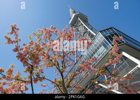 Nagoya, Japan - March 14, 2023: Cherry blossoms next to the Chubu Electric Power Mirai Tower is a television tower in Nagoya, Japan. Stock Photo