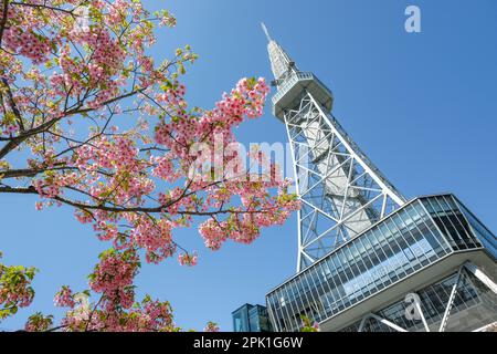 Nagoya, Japan - March 14, 2023: Cherry blossoms next to the Chubu Electric Power Mirai Tower is a television tower in Nagoya, Japan. Stock Photo