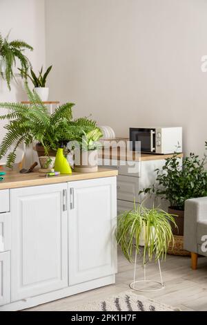 Different houseplants with gardening tools on table in kitchen Stock Photo