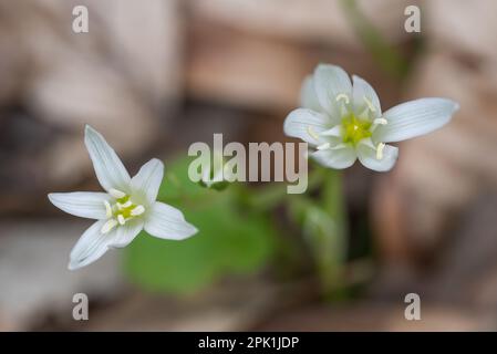 Ornithogalum umbellatum grass lily in bloom, small ornamental and flowering springtime plant. Stock Photo