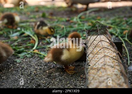 Cute fluffy duckling near feeder with seed mix in farmyard Stock Photo