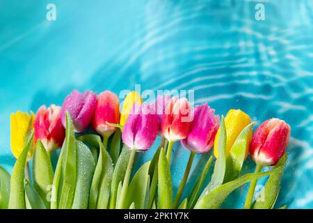 Bouquet of delicate tulips, flowers on a light blue background, in water. Freshness. Concept of the holiday, Mother's Day. Stock Photo
