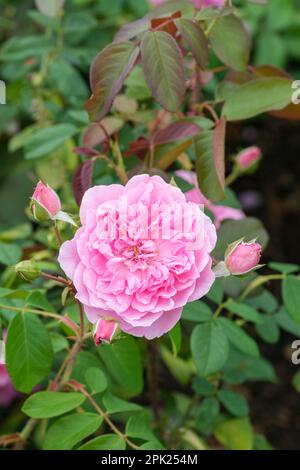 Rosa Harlow Carr, rosa Aushouse, shrub rose, rose Harlow Carr, Rosa Aushouse, old rose,  double pink flowers Stock Photo