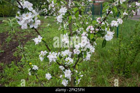 apple tree blooms in spring, the garden will bear fruit Stock Photo