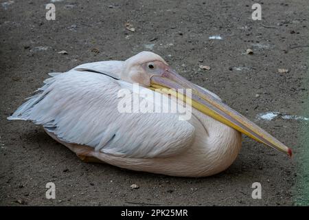 The Great white pelican - Pelecanus onocrotalus - also known as the Eastern white pelican. Bird scene. Beauty in nature. Animal portrait. Stock Photo