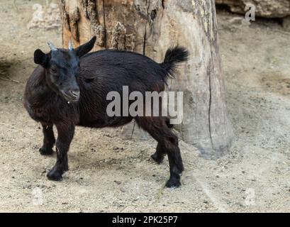 Domestic animal, photo of a black goat kid in a farm. Portrait of a little funny black goat on the farm. Black baby goat Stock Photo