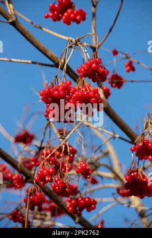 Red ripe viburnum opulus berries on branch against clear blue sky in sunlight. Guelder rose or water elder in autumn. Selective focus Stock Photo