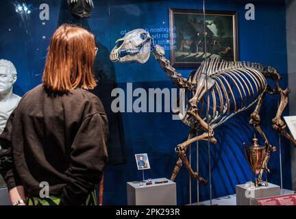 London, UK. 5th Apr, 2023. The skeleton of Marengo, Napoleon's horse, from 7th of April.Paul Quezada-Neiman/Alamy Live News Credit: Paul Quezada-Neiman/Alamy Live News Stock Photo