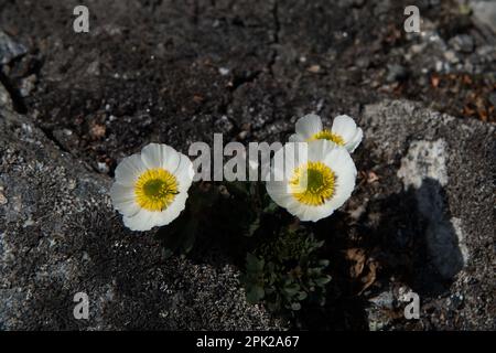 glacier buttercup flowering roughly 900 meter above sea level in Fokstumyra wetland at the edge of Dovrefjell in central Norway. Stock Photo