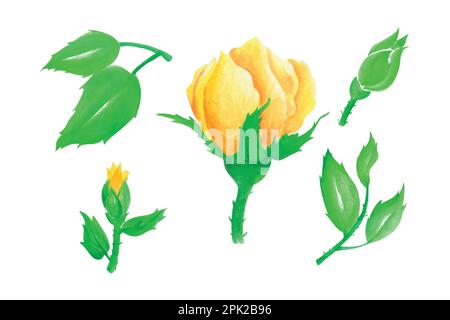Spring flower collection, blooming yellow rose on white background, hand draw watercolor vector illustration for greeting card and invitation Stock Vector
