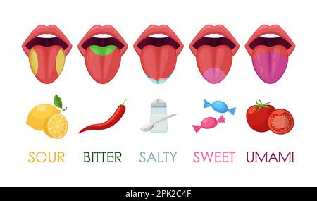 Five basic taste areas on human tongue vector illustrations set Stock Vector