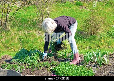 Faceless older woman gardener bending over digging up perennial cornflowers plant to divide in flower bed Carmarthenshire Wales UK    KATHY DEWITT Stock Photo