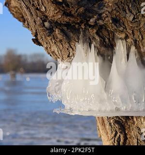Natural lood level indicator... Bislicher Insel ( Winter flood 2020/2021 ), ice rings on the trees show the former peak of the Rhine flood Stock Photo