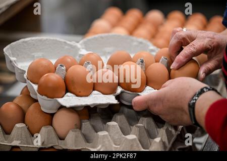 Wustermark, Germany. 03rd Apr, 2023. Eggs from the producer association "Brandenburger Bio-Ei GmbH" are placed in egg cartons at the packing station. Brandenburg farmers who keep chickens in mobile barns joined forces at the end of 2022 and launched a joint marketing effort. The producer association "Brandenburger Bio-Ei GmbH" packs its eggs locally in Wustermark under the label "Das bewegte Bio-Ei" (The mobile organic egg) and distributes the "mobile eggs" through various supermarkets. Credit: Jens Kalaene/dpa/Ģ����ý Live News Stock Photo