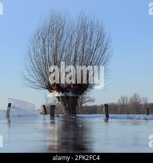 Land under... Head willows ( winter flood Rhineland 2020/2021 ) in ice, after the flood came severe frost, which has frozen wide floodplains thick Stock Photo