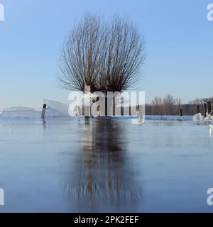 Land under... Head willows ( winter flood Rhineland 2020/2021 ) in ice, after the flood came severe frost, which has frozen wide floodplains thick Stock Photo