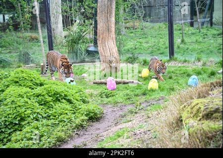 London Zoo, London, UK. 5th Apr, 2023. PHOTOCALL: Playful Sumatran tigers, meerkats and squirrel monkeys enjoy egg-citement - foraging and hunting for eggs, just like children enjoying the conservation zoo's Zoo-normous Egg Hunt. Nine-month-old Critically Endangered Sumatran tiger cubs, Crispin and Zac, will sniff out a cinnamon scented trail left by zookeepers before using their sharp claws to tear into giant paper-mache eggs, while the meerkat mob will forage amongst sand and rocks for their own eggs - filled with crickets. Credit: See Li/Picture Capital/Alamy Live News Stock Photo