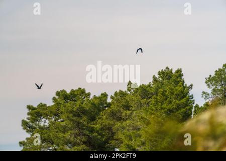 Pair of griffon vultures soaring in the sky near the trees Stock Photo